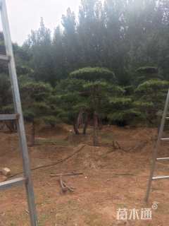 10公分造型油松