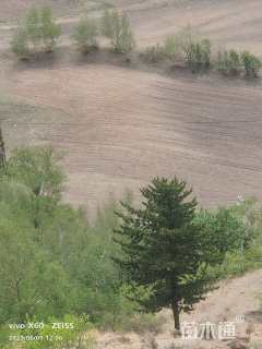 高度800厘米油松