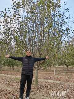 14公分绚丽海棠