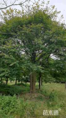 23公分日本红枫