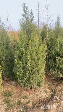 高度200厘米塔柏