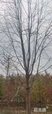 19公分美国红枫