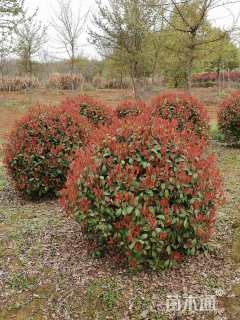 冠幅120厘米红叶石楠球