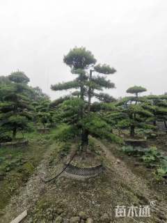 移栽苗造型罗汉松