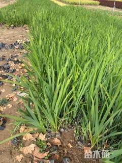 高度30厘米美丽鸢尾