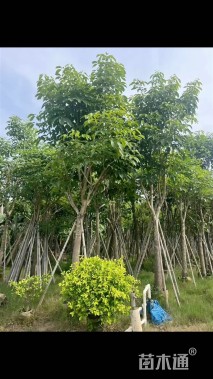 12公分洋红风铃木