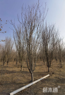 48公分西府海棠