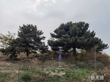 高度1000厘米油松