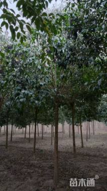 15公分大叶女贞