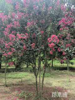 高度450厘米丛生紫薇