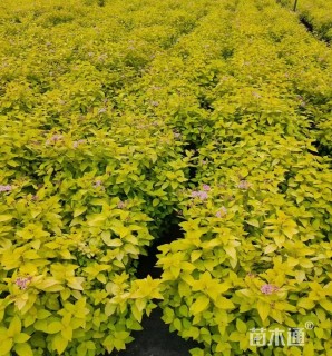 高度35厘米金山绣线菊