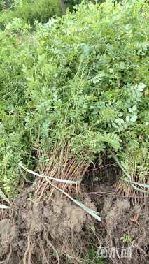 高度50厘米黄刺玫