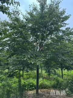 6公分染井吉野樱