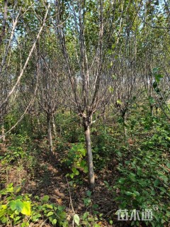 10公分绚丽海棠