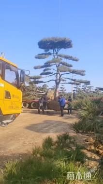 18公分造型黑松