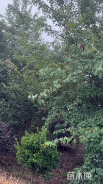 高度600厘米丛生三角枫