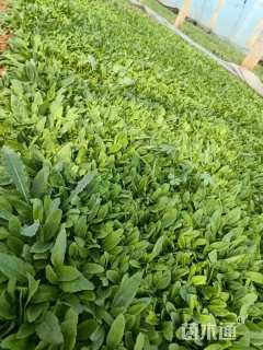 高度15厘米鼠尾草