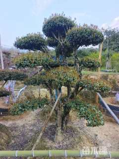 15公分造型椤木石楠