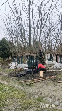 12公分(5杆)丛生朴树