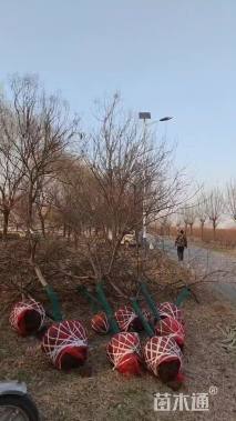 12公分青叶碧桃