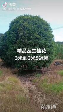 16公分桂花