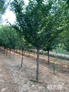 15公分日本晚樱