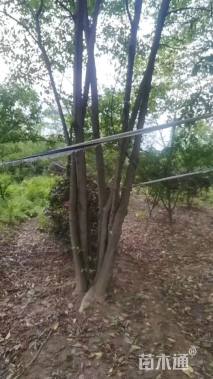 40公分(3杆)丛生朴树