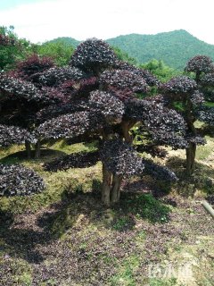 250厘米造型红花继木桩