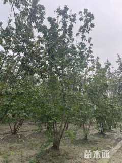 高度700厘米丛生茶条槭