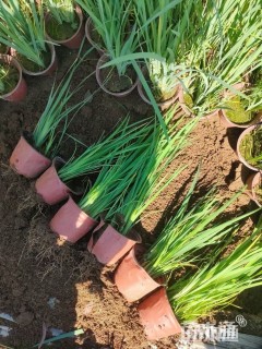 高度20厘米马莲