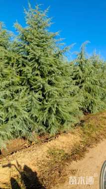 高度600厘米雪松