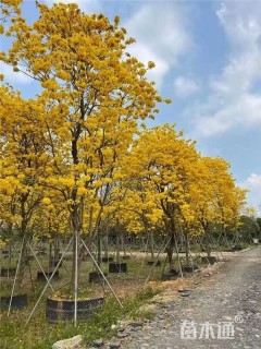 16公分黄花风铃木