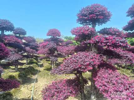 高度200厘米红花继木