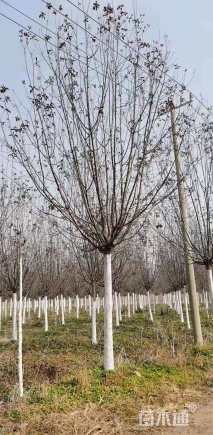 13公分绚丽海棠