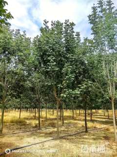 16公分秋紫白蜡