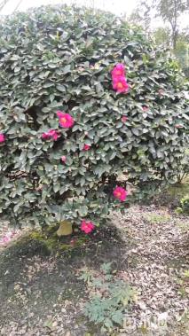 高度140厘米茶梅