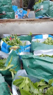 高度25厘米鸳鸯茉莉