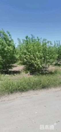 高度500厘米丛生白蜡