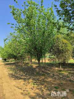 22公分木瓜海棠