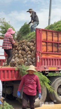 高度180厘米北京桧