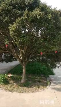 高度300厘米瓜子黄杨