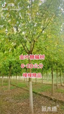 16公分金叶糖槭