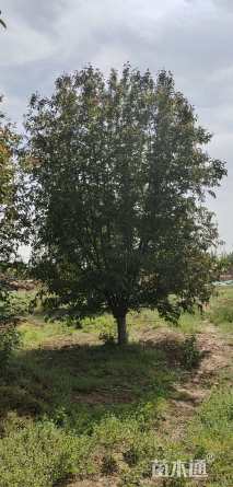 18公分绚丽海棠