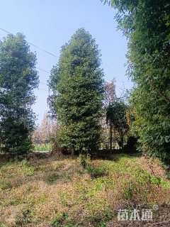 25公分金丝楠木