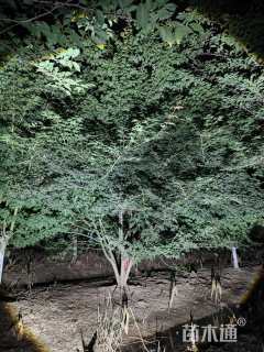 高度300厘米丛生鸡爪槭