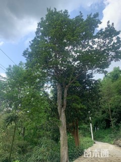 高度1000厘米大红紫薇