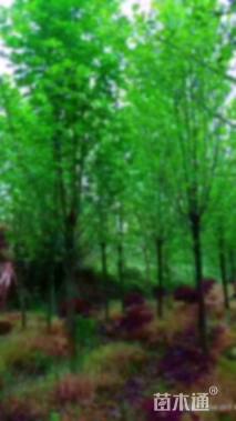 12公分二乔玉兰