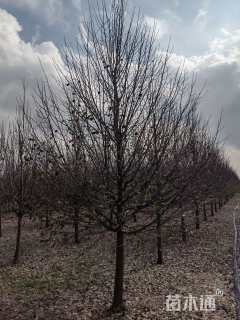 13公分欧洲小叶椴