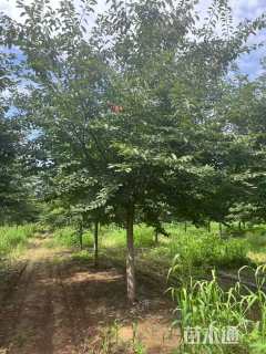 12公分染井吉野樱