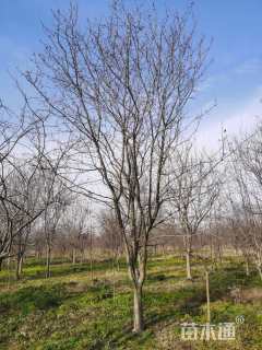 20公分绚丽海棠